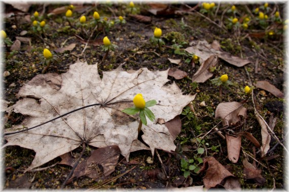 Rannik zimowy (Eranthis hyemalis)