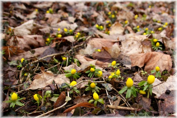 Rannik zimowy (Eranthis hyemalis)