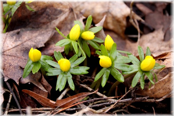 Rannik zimowy (Eranthis hyemalis)