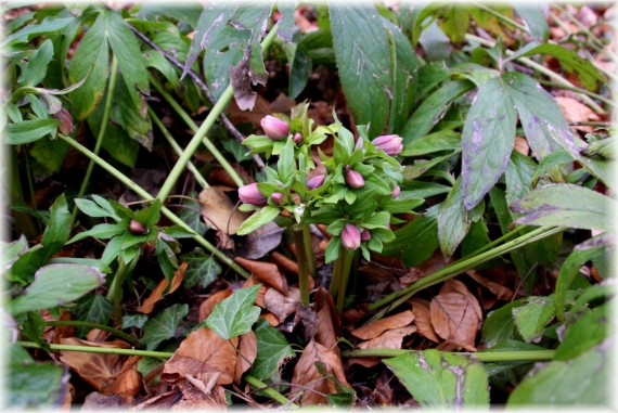 Ciemiernik (Helleborus sp.)