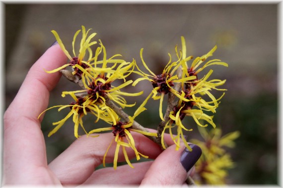 Oczar omszony (Hamamelis mollis)