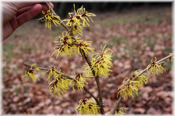 Oczar pośredni (Hamamelis ×intermedia) 'Pallida'