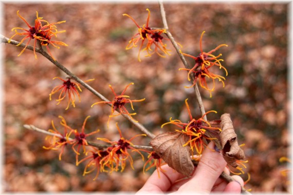 Oczar pośredni (Hamamelis ×intermedia) 'Jelena'