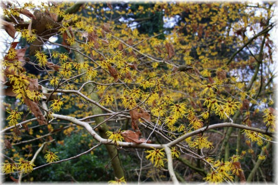 Oczar pośredni (Hamamelis ×intermedia)