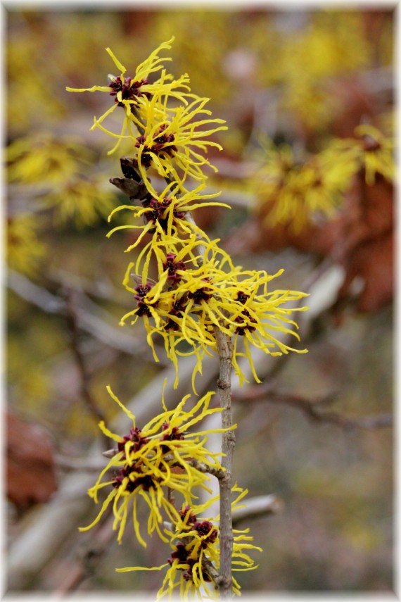 Oczar pośredni (Hamamelis ×intermedia)