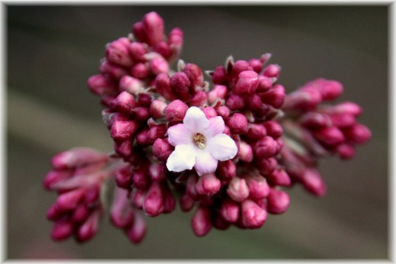 Kalina bodnantska (Viburnum ×bodnantense) 'Dawn'