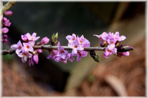 Wawrzynek wilczełyko (Daphne mezereum)