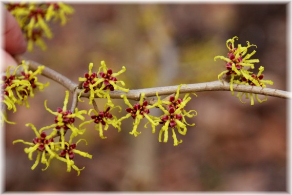 Oczar japoński (Hamamelis japonica)