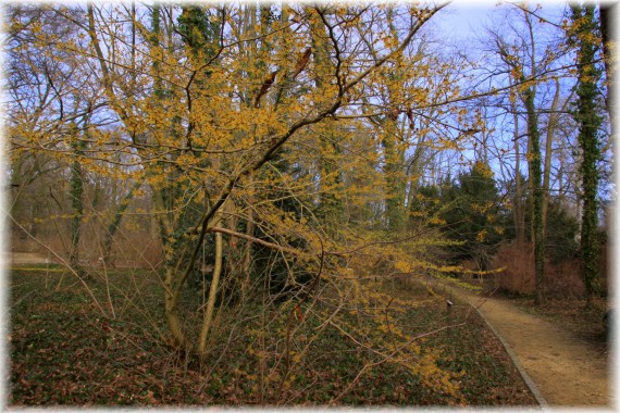 Oczar pośredni (Hamamelis ×intermedia)