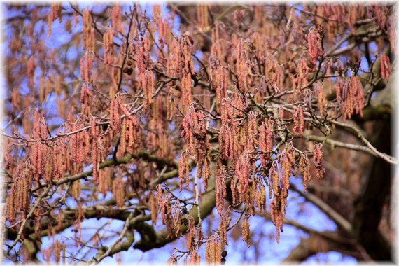 Olsza czarna (Alnus glutinosa)