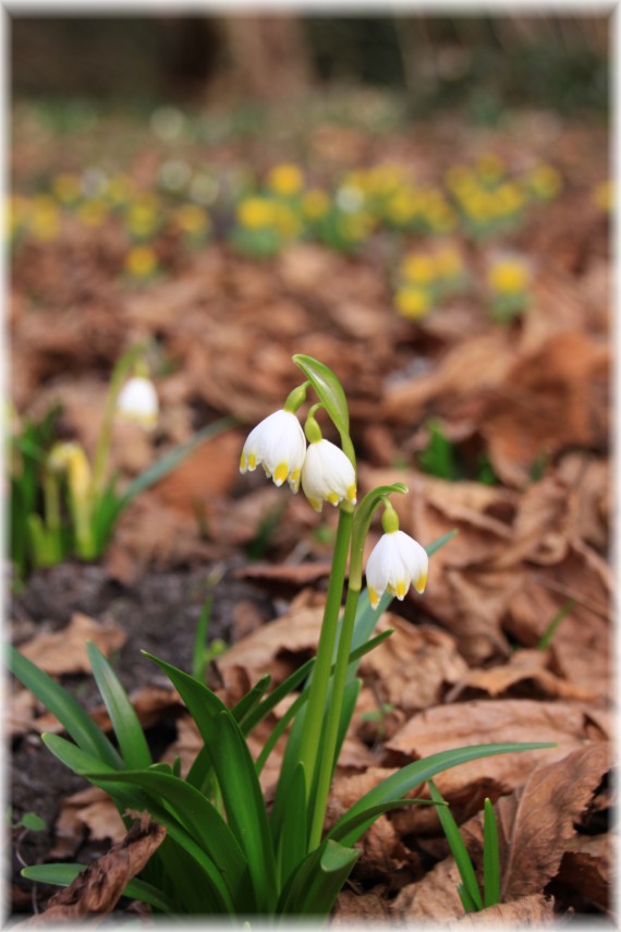 Śnieżyca wiosenna (Leucojum vernum)