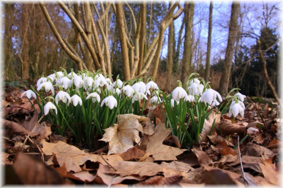 Śnieżyczka przebiśnieg (Galanthus nivalis)