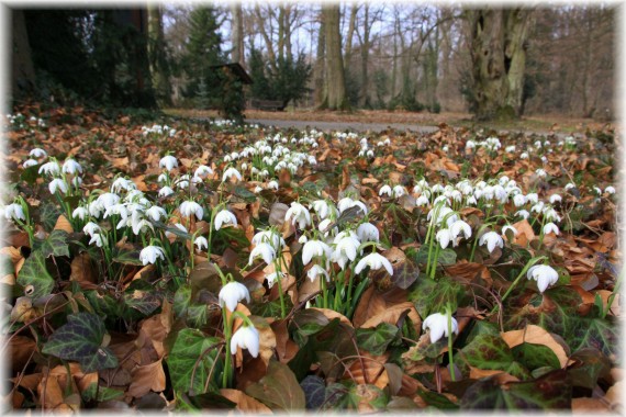 Śnieżyczka przebiśnieg (Galanthus nivalis)