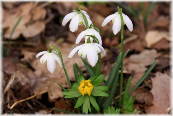 Przebiśniegi (Galanthus nivalis) i rannik zimowy (Eranthis hyemalis)