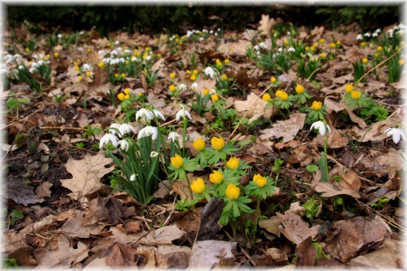 Przebiśniegi (Galanthus nivalis) i ranniki (Eranthis hyemalis)