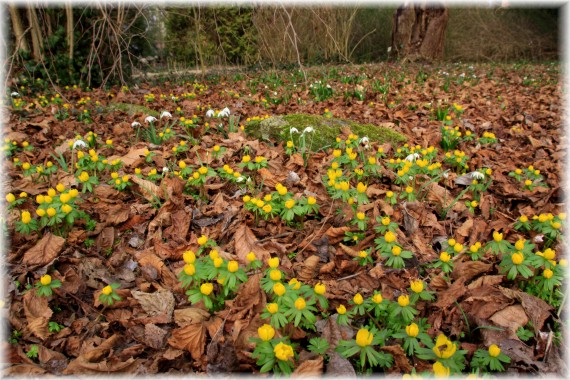 Ranniki (Eranthis hyemalis) i przebiśniegi (Galanthus nivalis)