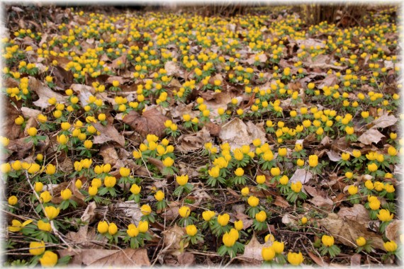 Rannik zimowy (Eranthis hyemalis)