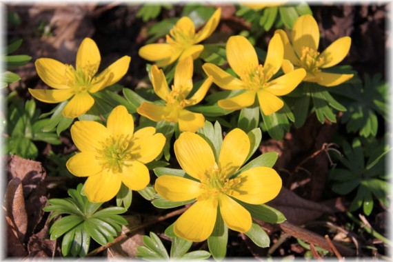 Rannik zimowy (Eranthis hyemalis)