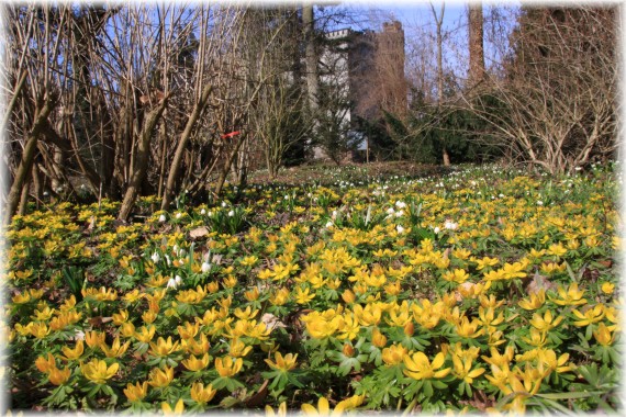 Rannik zimowy (Eranthis hyemalis)