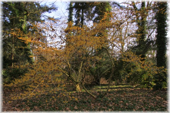 Oczar pośredni (Hamamelis ×intermedia)