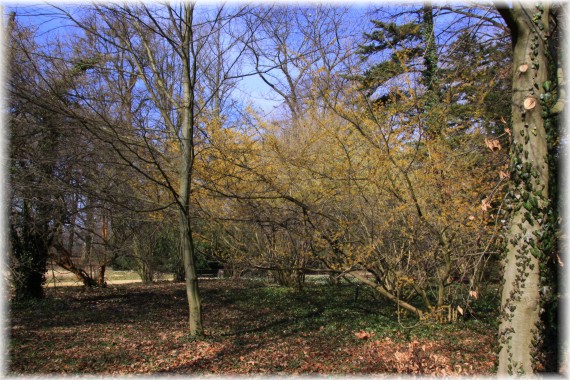 Oczar pośredni (Hamamelis ×intermedia)