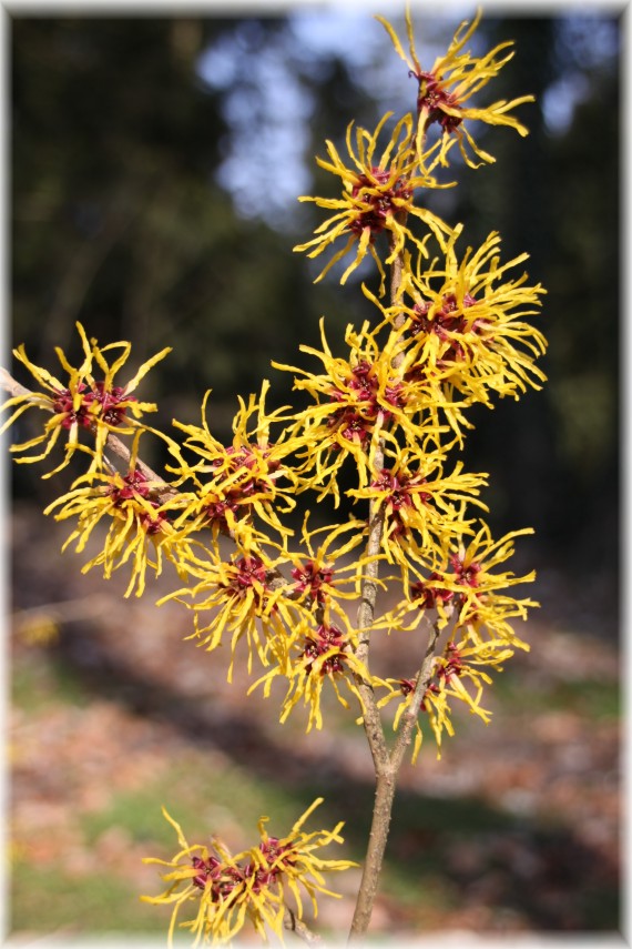 Oczar pośredni (Hamamelis ×intermedia) 'Livia'