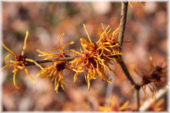 Oczar pośredni (Hamamelis ×intermedia) 'Aphrodite'