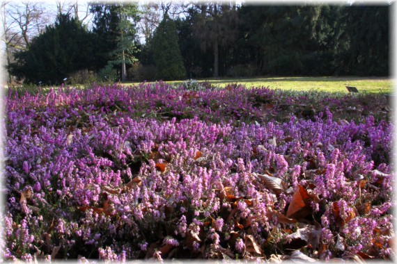 Wrzośce (Erica carnea)