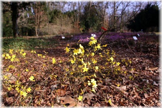 Jaśmin nagokwiatowy (Jasminum nudiflorum)