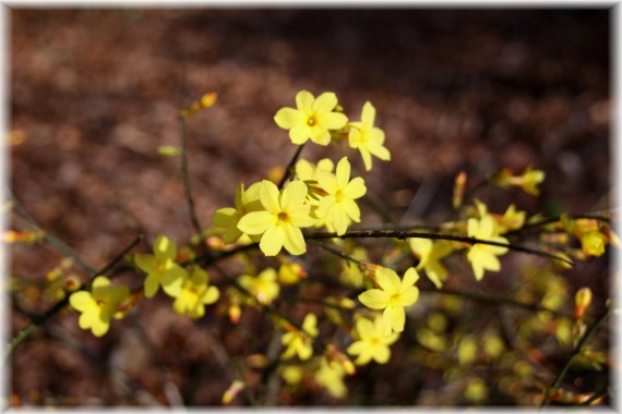 Jaśmin nagokwiatowy (Jasminum nudiflorum)