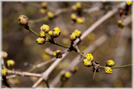 Dereń jadalny (Cornus mas)