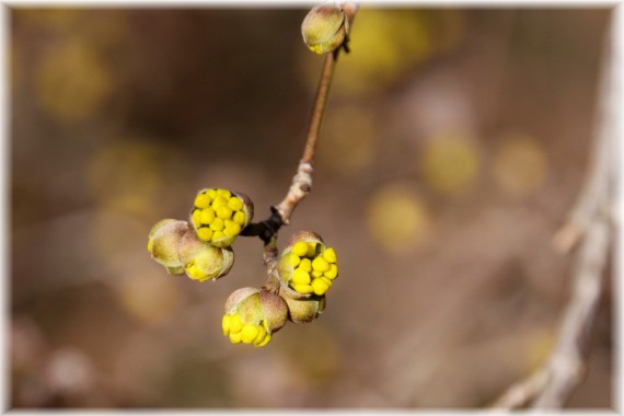 Dereń jadalny (Cornus mas)