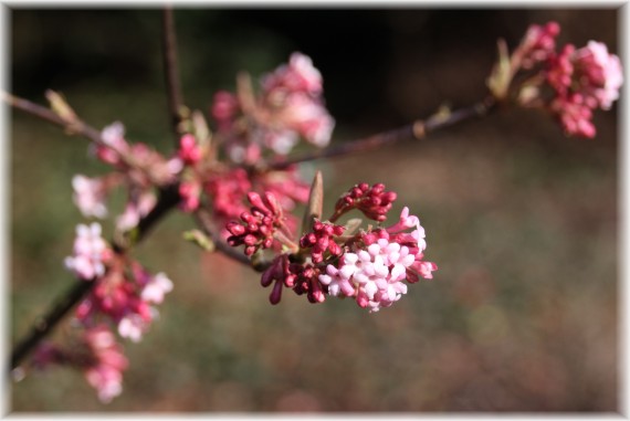 Kalina bodnantska (Viburnum ×bodnantense) 'Dawn'