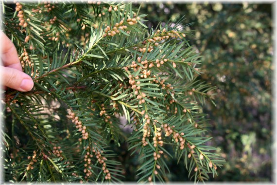 Cis pospolity (Taxus baccata)