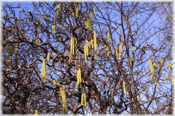 Leszczyna pospolita (Corylus avellana) 'Contorta'