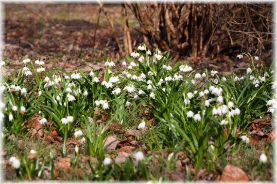 Śnieżyca wiosenna (Leucojum vernum)