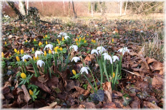 Przebiśniegi (Galanthus nivalis) i ranniki (Eranthis hyemalis)