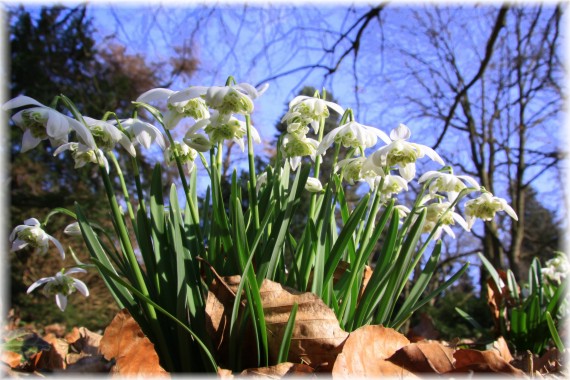 Śnieżyczka przebiśnieg (Galanthus nivalis) forma pełnokwiatowa