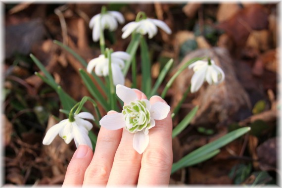 Śnieżyczka przebiśnieg (Galanthus nivalis) forma pełnokwiatowa