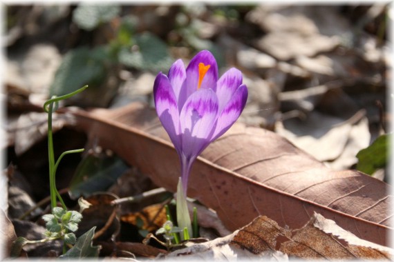 Krokus (Crocus sp.)