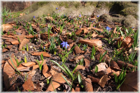 Cebulica syberyjska (Scilla siberica)