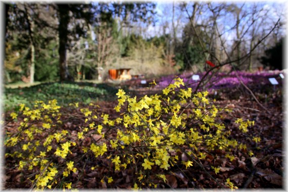 Jaśmin nagokwiatowy (Jasminum nudiflorum)