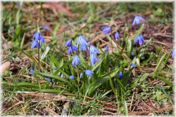 Cebulica syberyjska (Scilla siberica)