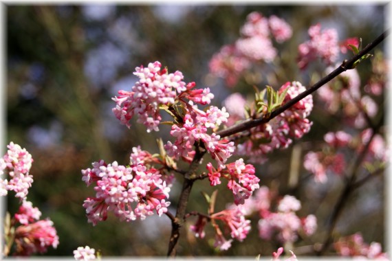 Kalina bodnantska (Viburnum ×bodnantense) 'Dawn'