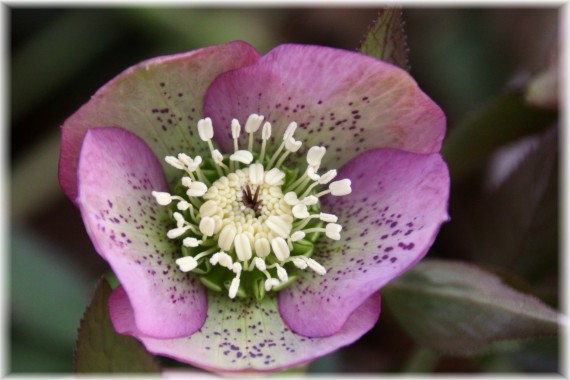 Ciemiernik (Helleborus sp.)