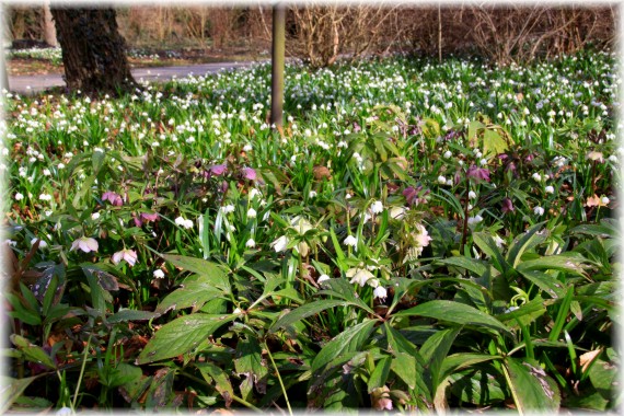 Ciemiernik (Helleborus sp.) i śnieżyca wiosenna (Leucojum vernum)