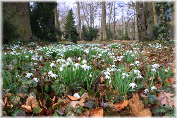 Śnieżyczka przebiśnieg (Galanthus nivalis)