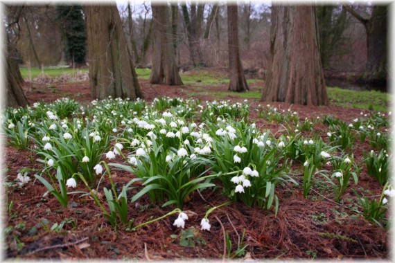 Śnieżyca wiosenna (Leucojum vernum)