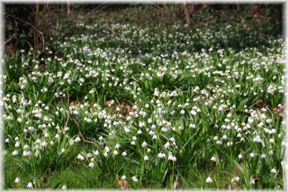 Śnieżyca wiosenna (Leucojum vernum)