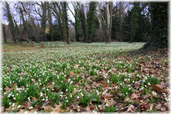 Śnieżyca wiosenna (Leucojum vernum)